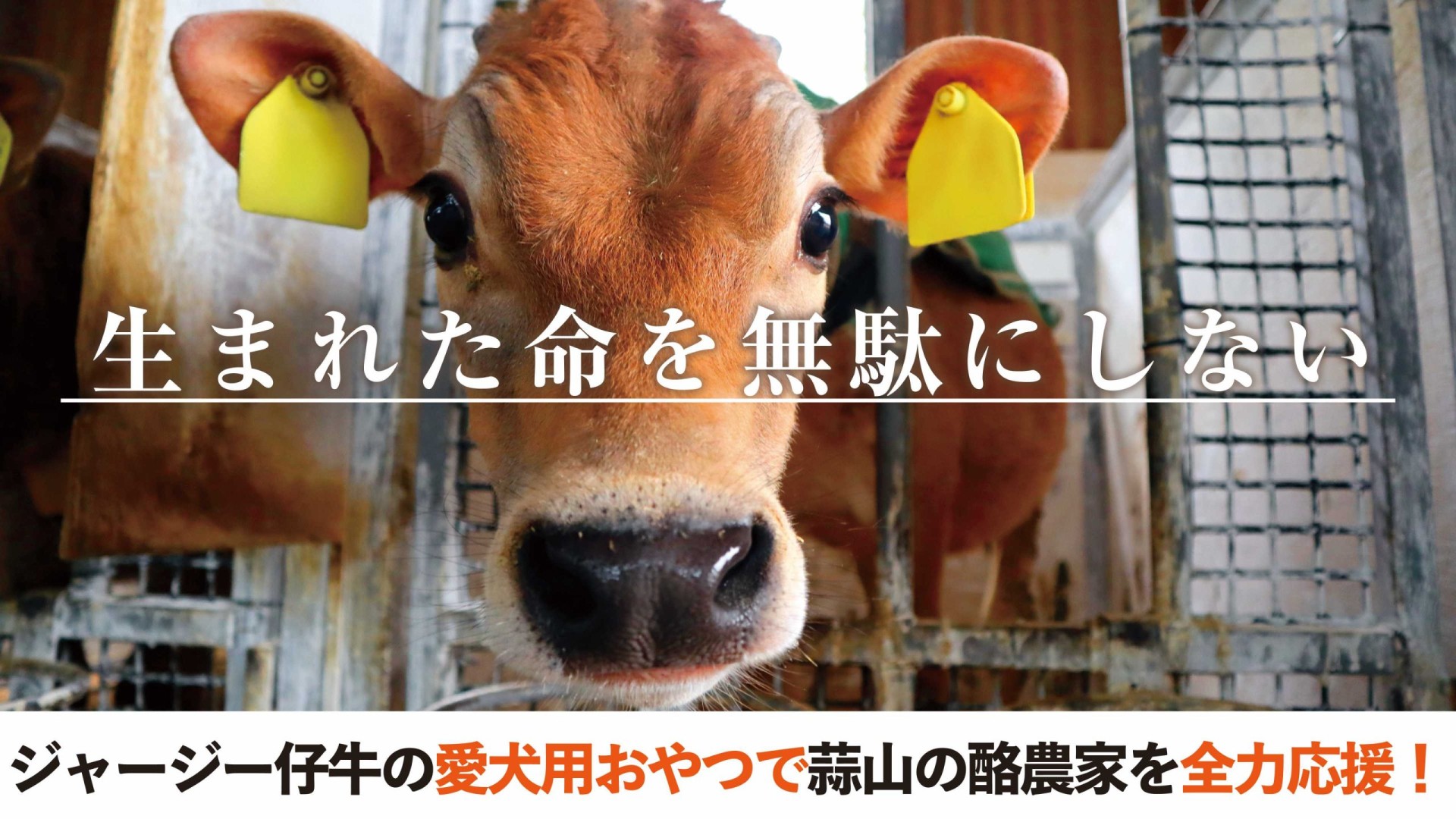 クラファン「蒜山酪農応援」